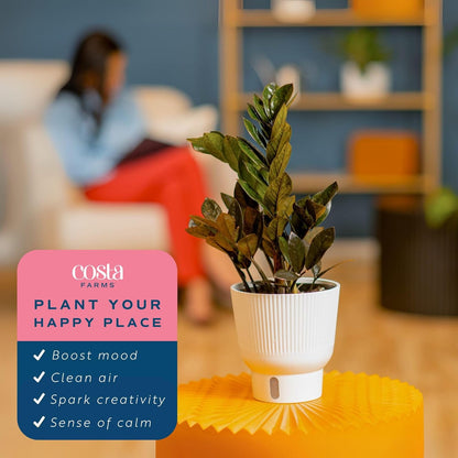Costa Farms Raven ZZ Live Plant in Self Watering Pot, Easy to Maintain, Air Purifying Indoor