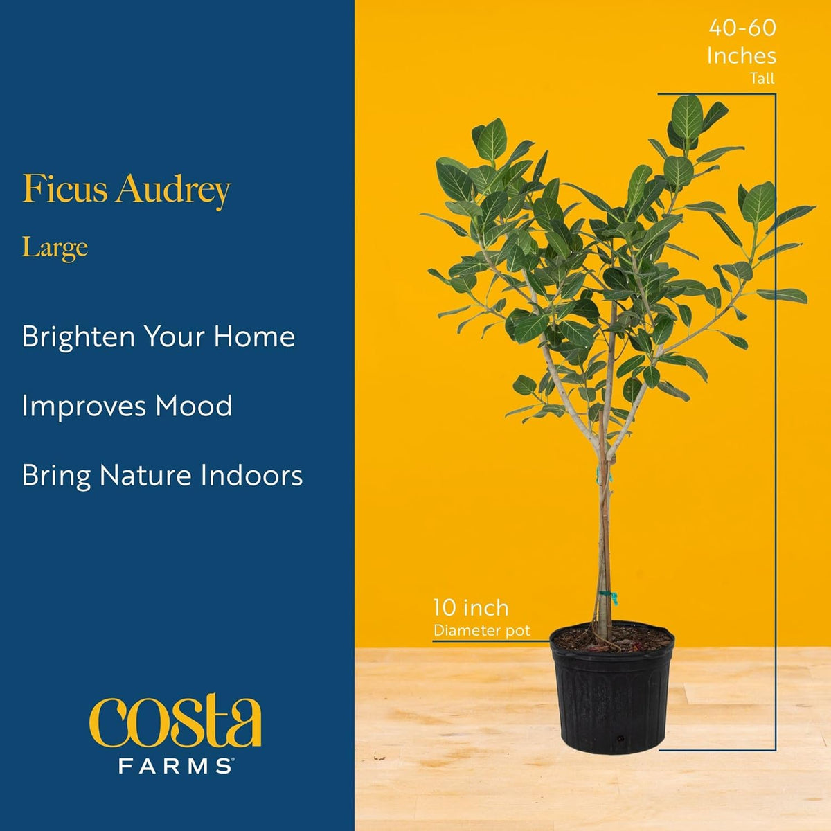 Costa Farms Ficus Audrey Tree Live Plants in Decorative Pot, Large Indoor Houseplant, Perfect for