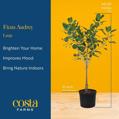 Costa Farms Ficus Audrey Tree Live Plants in Decorative Pot, Large Indoor Houseplant, Perfect for