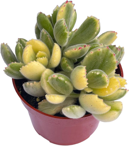 Live Succulent 4" Variegated Bear Paws Rooted in Pots with Soil Mix, Succulents Plants Live, Rare