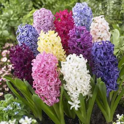 Mixed Hyacinth Bulbs for Forcing Indoors - 12Pcs Mixed Hyacinth Flower Bulbs for Fall Planting with