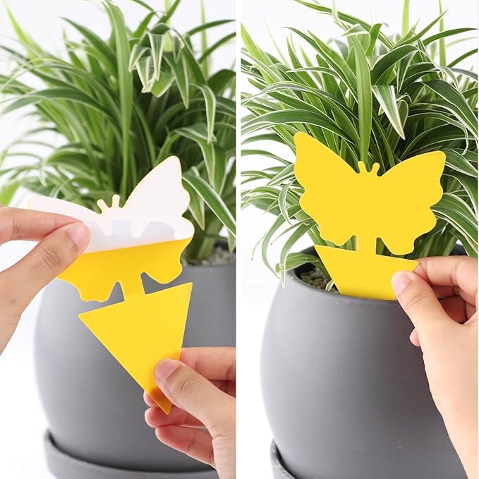 Garsum Fruit Fly Sticky Trap for Indoor and Outdoor, 36 Pack Fungus Gnat Killer for
