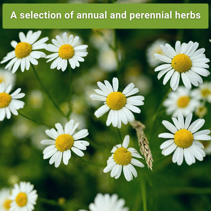 Sow Right Seeds - 15 Herb Garden Seed Collection for Planting - Essential Herbs for Cooking