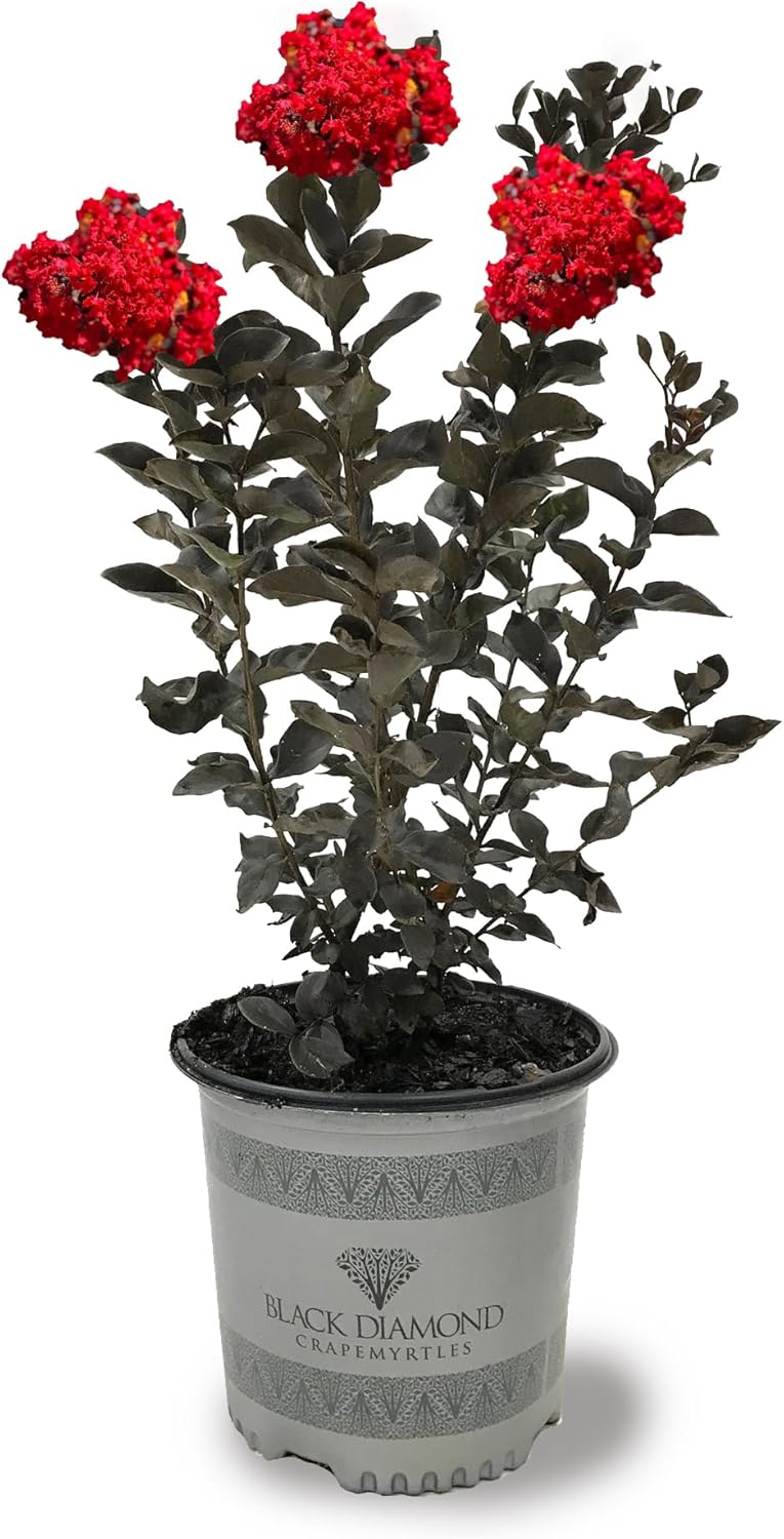American Plant Exchange Black Diamond Crimson Red Crape Myrtle Tree Live, 3-Gallon Pot, 1-2ft Tall
