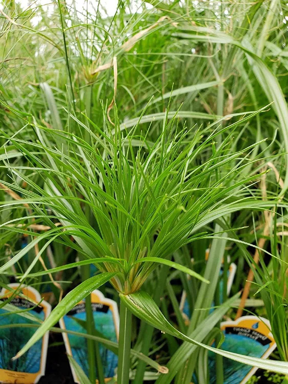 Nile Queen Papyrus | 10 Live Plants | Cyperus Shade & Wet Tolerant Aquatic Foliage