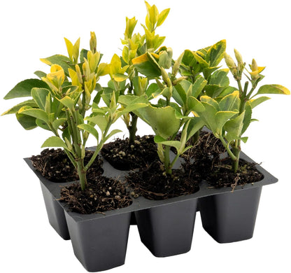 6 Golden Euonymus Shrubs | Live Plants in 2.5-inch Nursery Cubes | Japonica ‘Aureo-Marginatus’