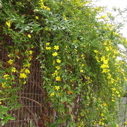 Primrose Jasmine (Jasminum Mesnyi) Live Plant - Fragrant Yellow Blooms. Japanese, Chinese, Asian.