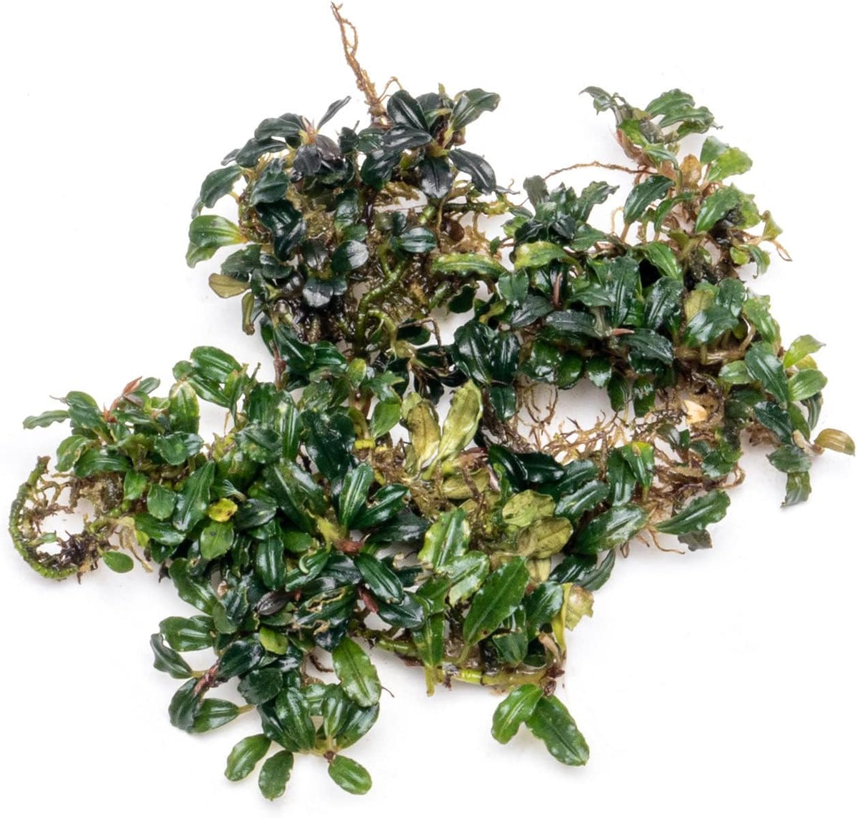 SubstrateSource Bucephalandra Lamandau Mini Purple Live Aquarium Plant - Natural Freshwater Fish