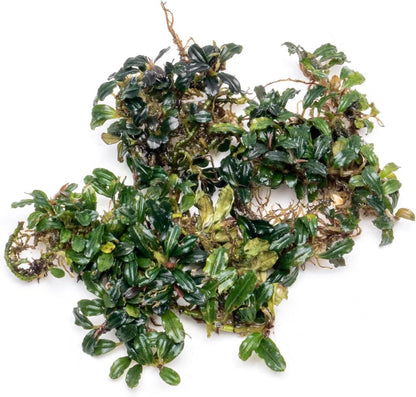 SubstrateSource Bucephalandra Lamandau Mini Purple Live Aquarium Plant - Natural Freshwater Fish
