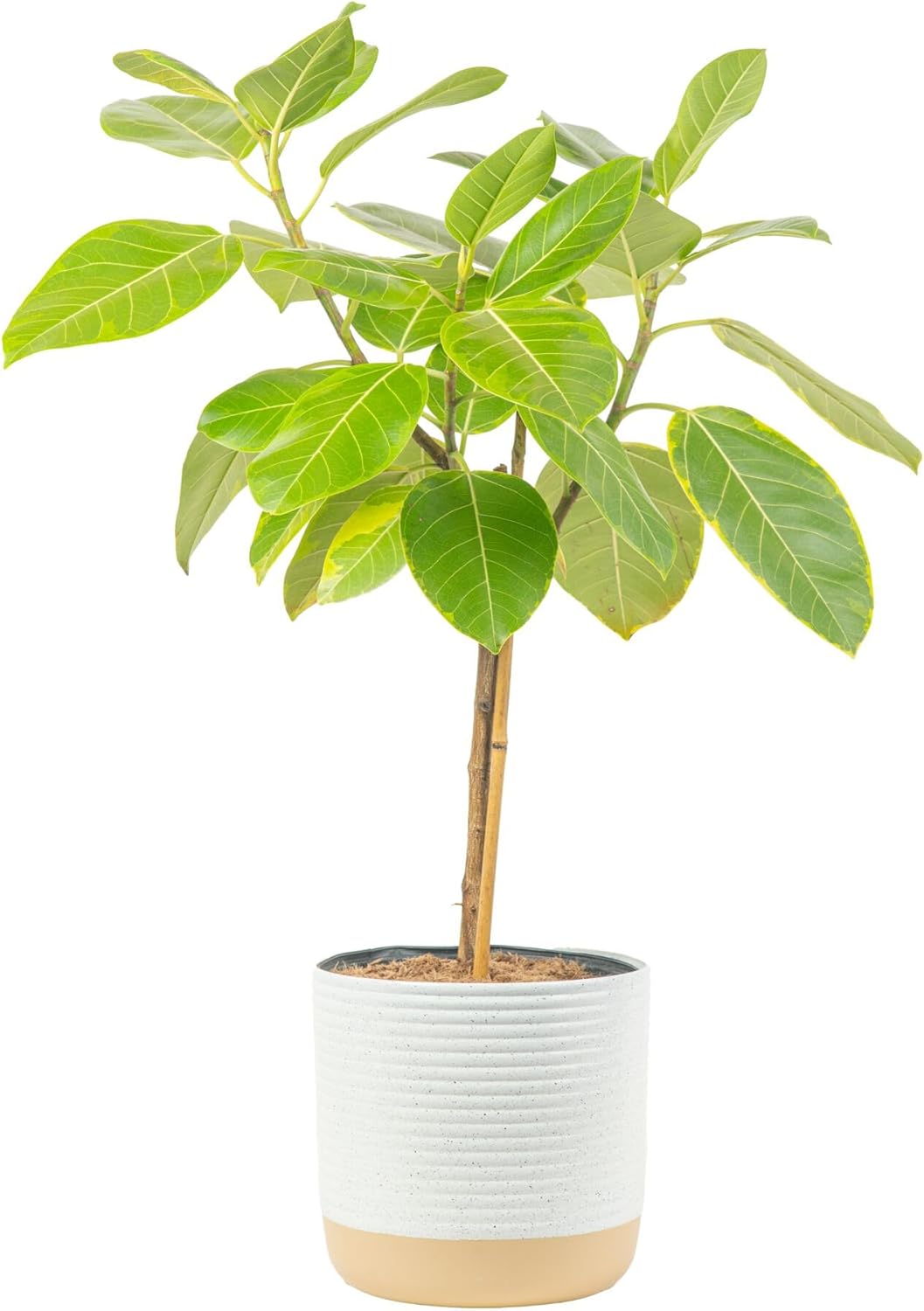 Costa Farms Ficus Audrey Tree Live Plant | 3-4 Ft. Tall Floor Plant | 10-Inch Minimal Decor Pot |