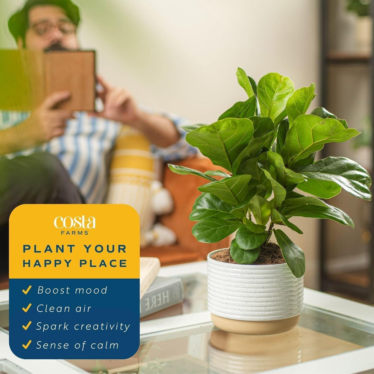 Costa Farms Little Fiddle Leaf Fig, Live Indoor Ficus Lyrata Plant in Nursery Plant Pot, Houseplant