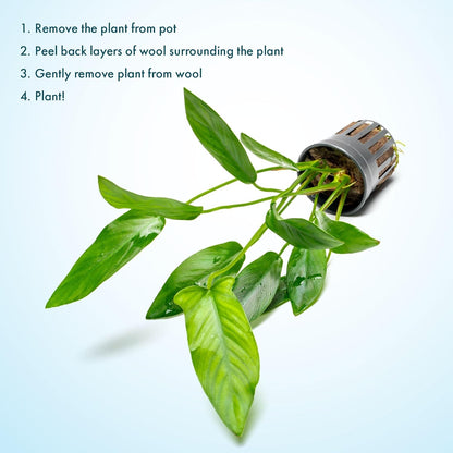 SubstrateSource Live Plants – Anubias Hastifolia (Anubias hastifolia) – Low to Moderate Light