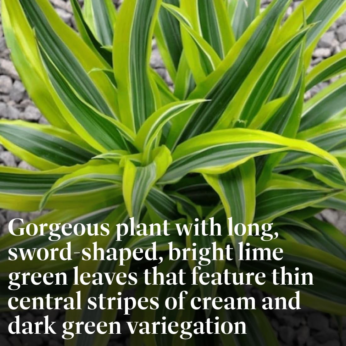 American Plant Exchange Dracaena Lemon Lime – 3-Gallon with Pot – Live Indoor/Outdoor Air Purifying