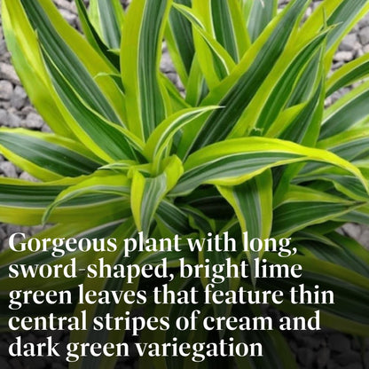 American Plant Exchange Dracaena Lemon Lime – 3-Gallon with Pot – Live Indoor/Outdoor Air Purifying
