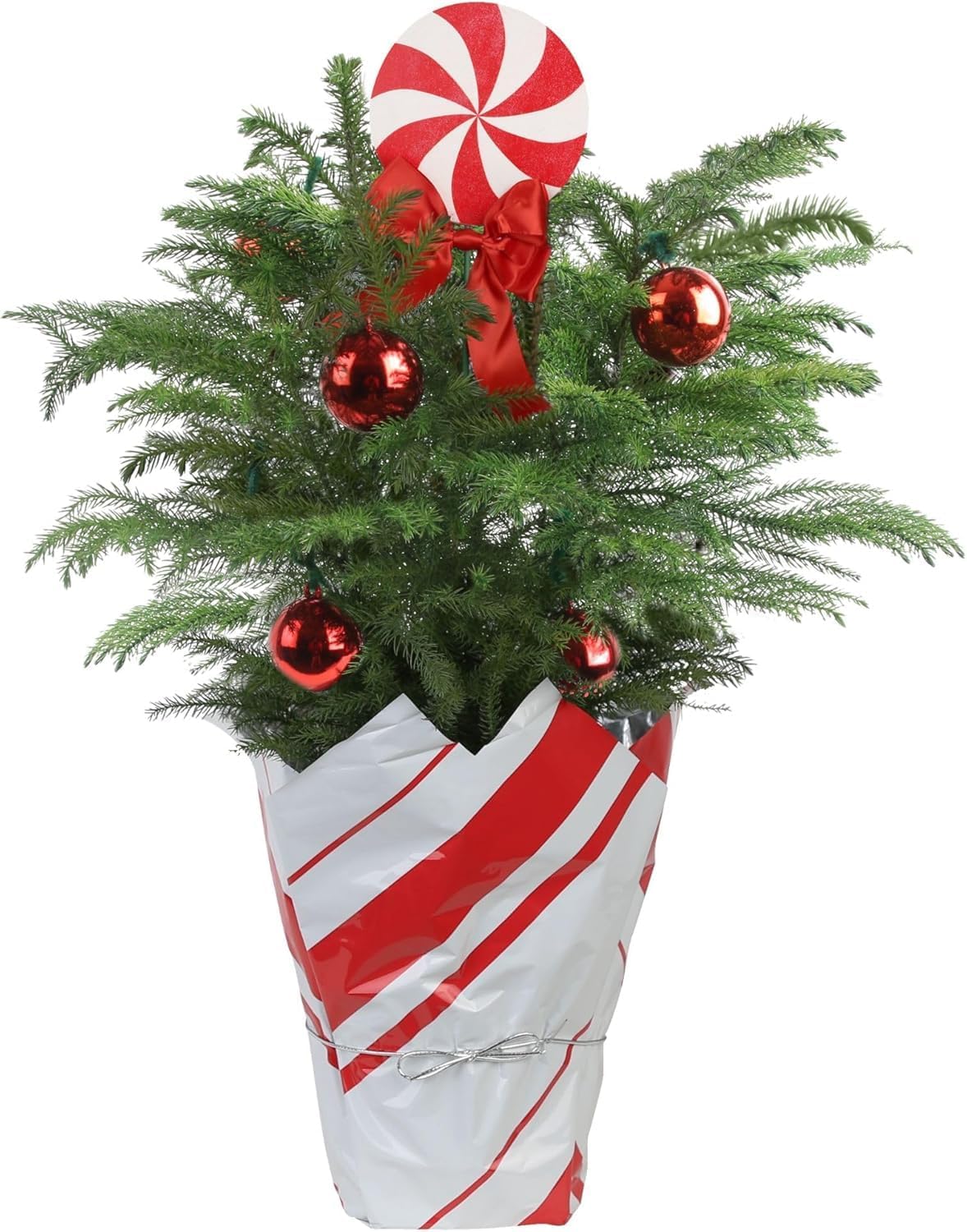 Costa Farms Norfolk Island Pine, Live Christmas Tree Plant in Holiday Gift Wrap Pot, Includes