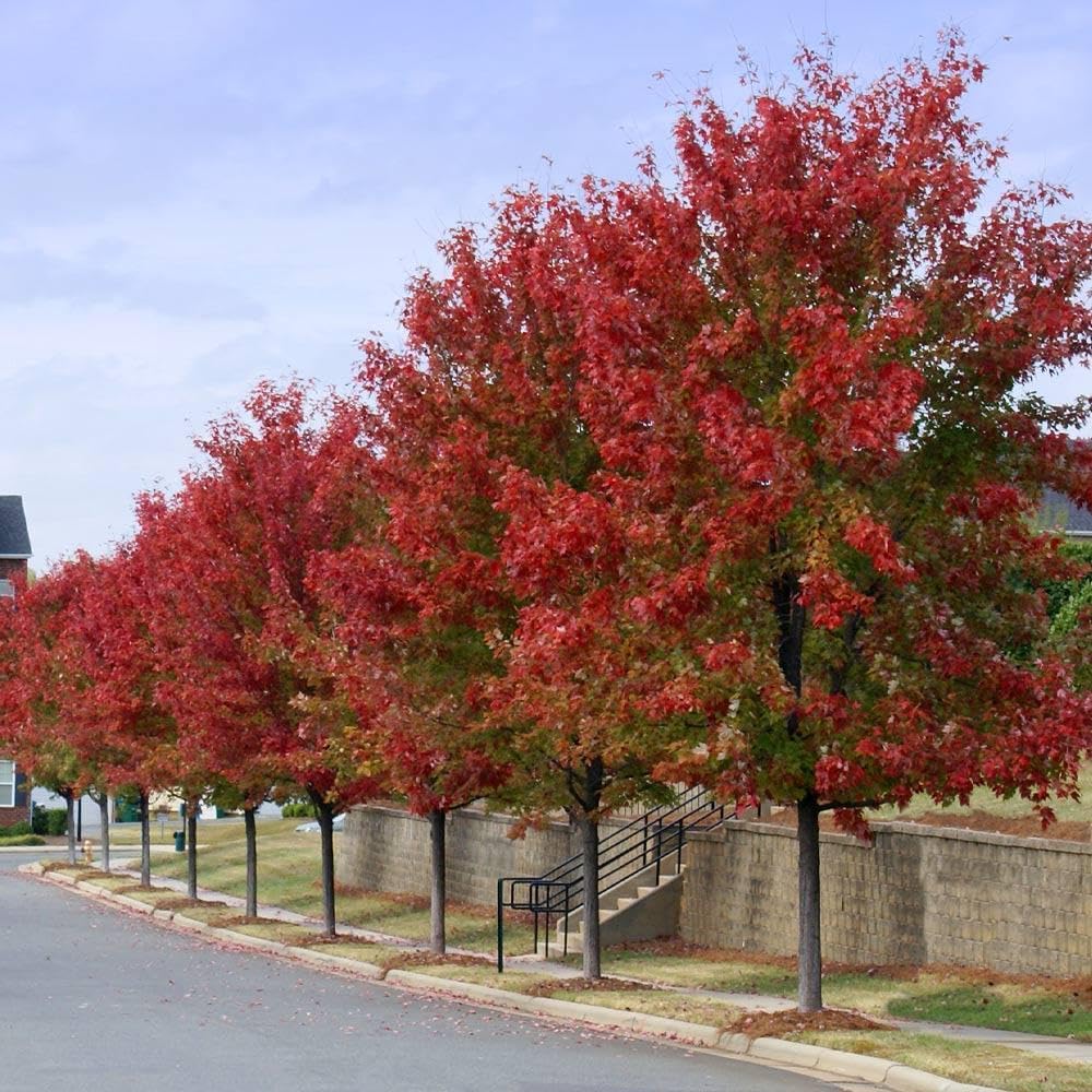 Brighter Blooms - Autumn Blaze Maple Tree, 6-7ft - Two Best Maples in One Tree - No Shipping to AZ