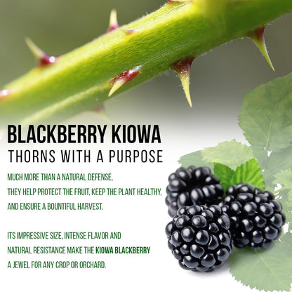 BlackBerry Thorny Plants Kiowa (4 Pack) Live for Sale | Easy to Grow Plants | Edible Fruit Plant