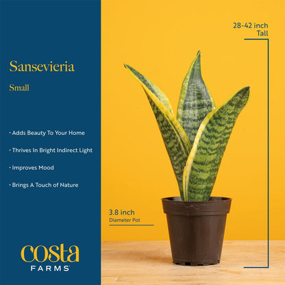 Costa Farms Snake Plant, Live Indoor Sansevieria Plant, Easy to Grow Succulent Houseplant Potted in