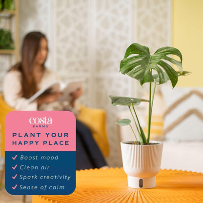 Costa Farms Thai Constellation, Variegated Monstera Live Plant in Self Watering Pot, Indoor