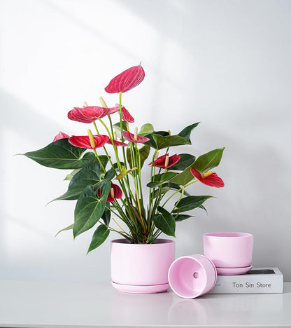 Ton Sin Plant Pots, 4.1+5.1+6.5 inch, Set of 3, Ceramic Planters with Drainage Hole and Saucer