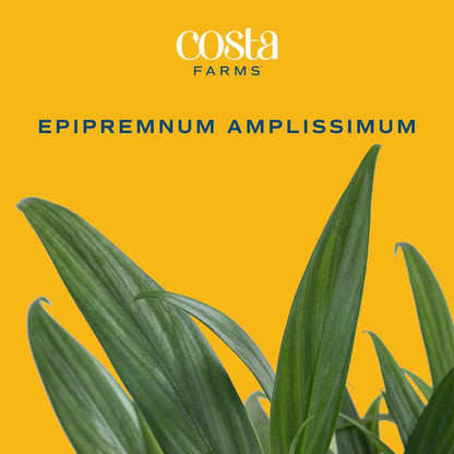 Costa Farms Live Pothos Plant, Indoor Plant Houseplant, Epipremnum Asplisimum, Rare Unique Indoor