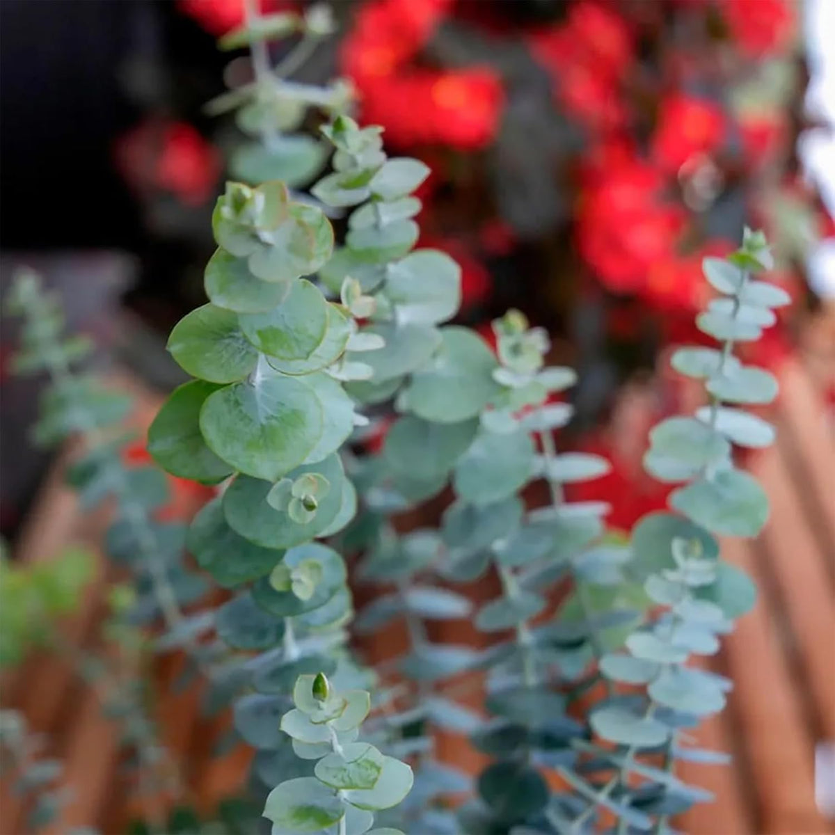 Park Seed Grow Your Own Eucalyptus Seeds Plant, Perfect for Indoor Growing and Spring Garden, Baby