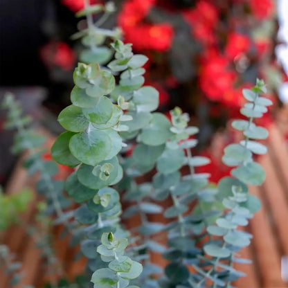 Park Seed Grow Your Own Eucalyptus Seeds Plant, Perfect for Indoor Growing and Spring Garden, Baby