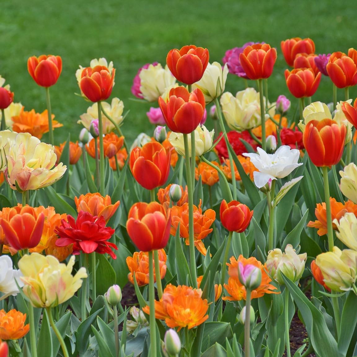 Peony-Style Double Bloom Tulips-10 Bulbs–Red, Pink, White, Yellow & Orange Premium Flowers | Late