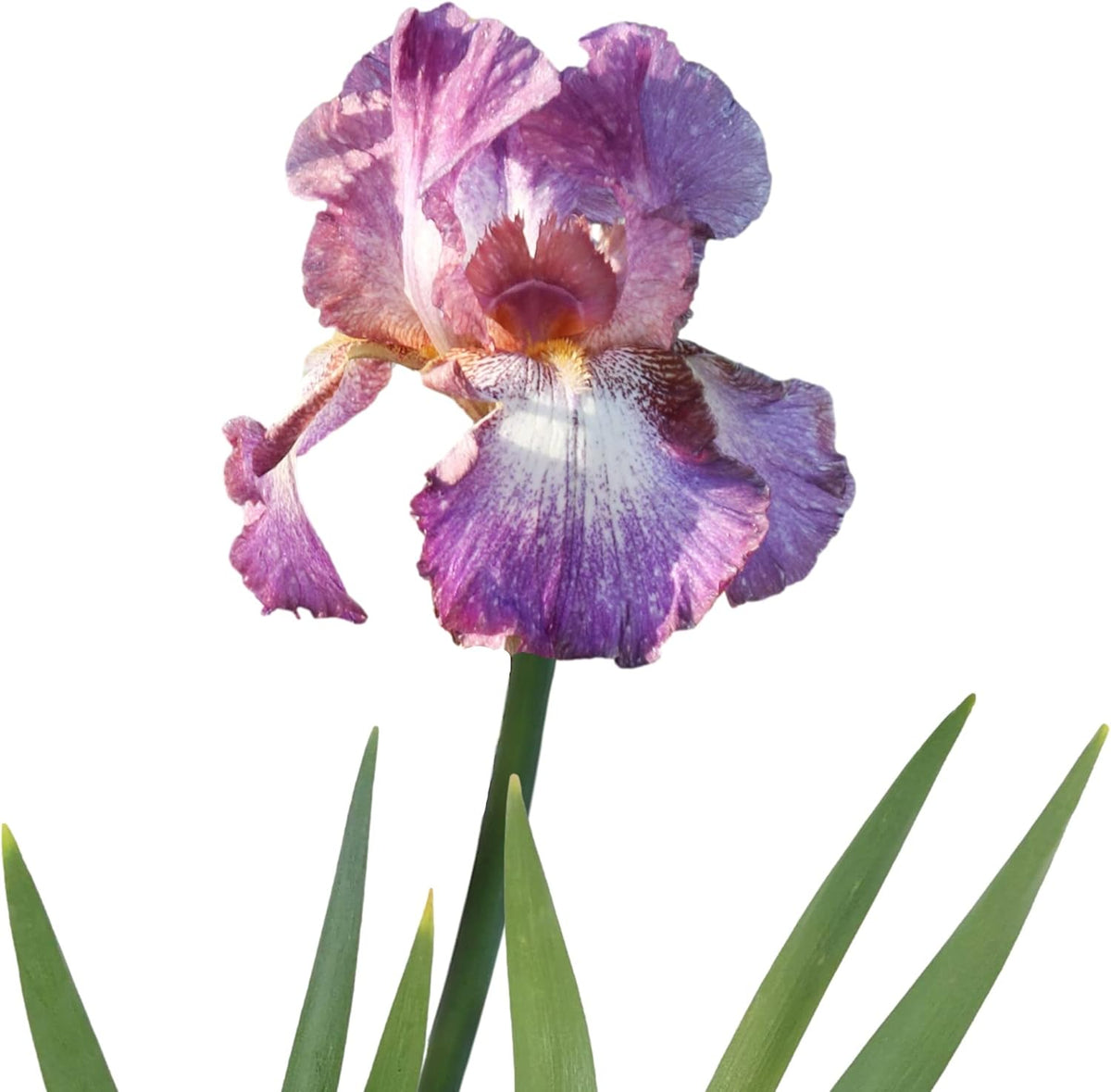 Easy to Grow Bearded Iris Wine Festival - 3 Plant Bulbs Rhizomes, Bright Purple & White Flowers in