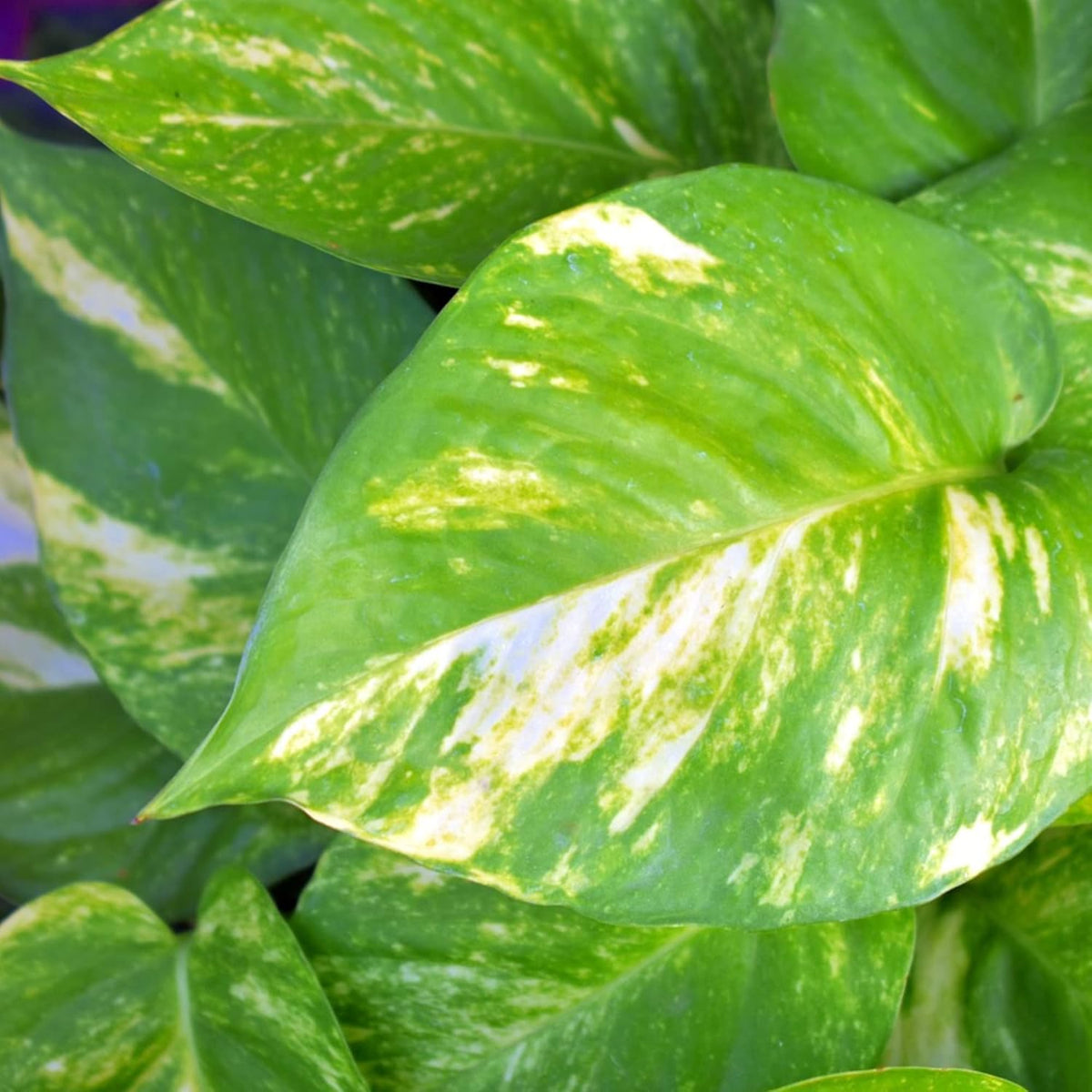 Professional Liquid Philodendron Plant Fertilizer | 3-1-2 Concentrate for House Plants |