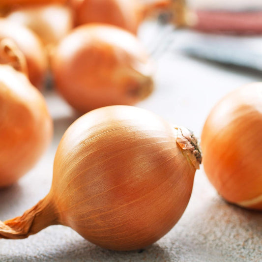 Onion Seeds - Hybrid - Yellow Granex PRR F1-1 Lb ~144,000 Seeds - Allium cepa - Farm & Garden