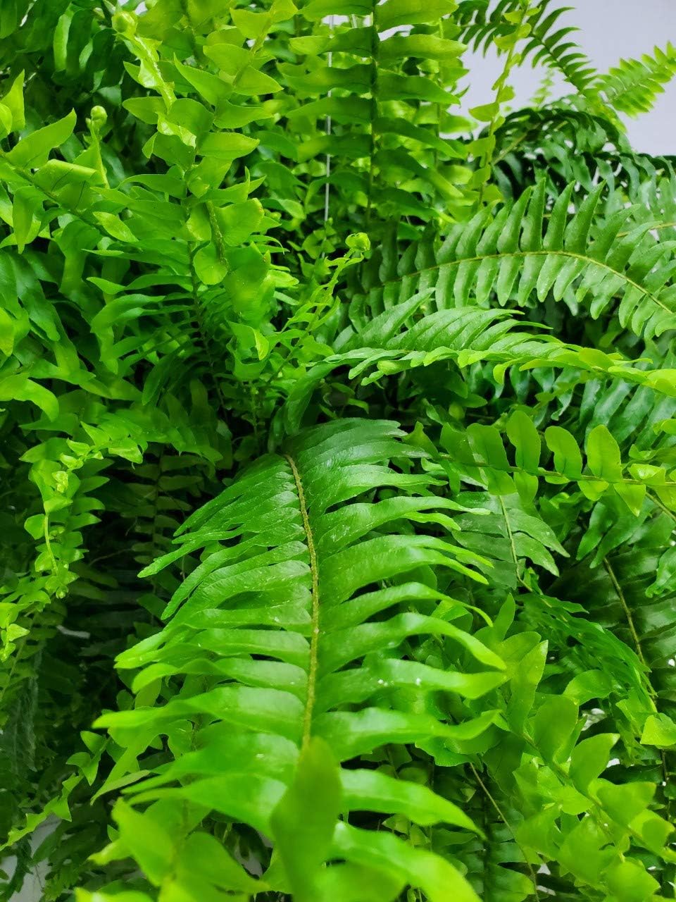 Live Boston Fern Hanging Basket Plant (10" Hanging Basket) - Overall Spread 25" to 30" - Tropical