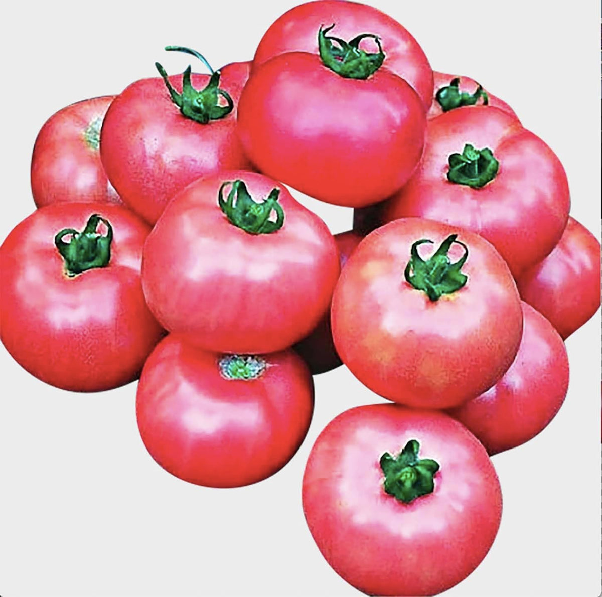 Bradley Tomato Seeds - Determinate Tomato which Makes Canning Easier as The Tomatos Ripen at The