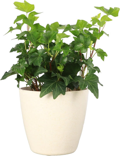 Thorsen's Greenhouse Live Green English Ivy Plant, Hedera Helix, Natural Air Purifier, Easy to
