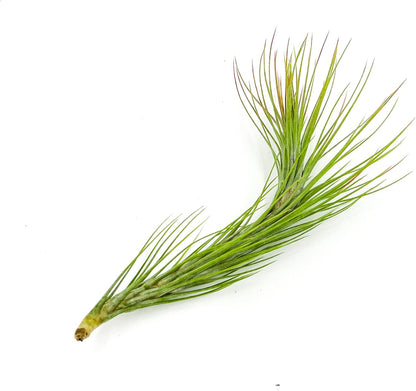 ragnaroc Air Plants - Tillandsia Funckiana Hybrid, Large 5-7" - 1ct - Live Arrival Guaranteed
