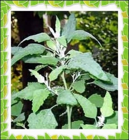 KVITER 1000 Lambs Quarter Seeds (Chenopodium Album) Goosefoot - Heirloom, Edible Weeds - Ideal for