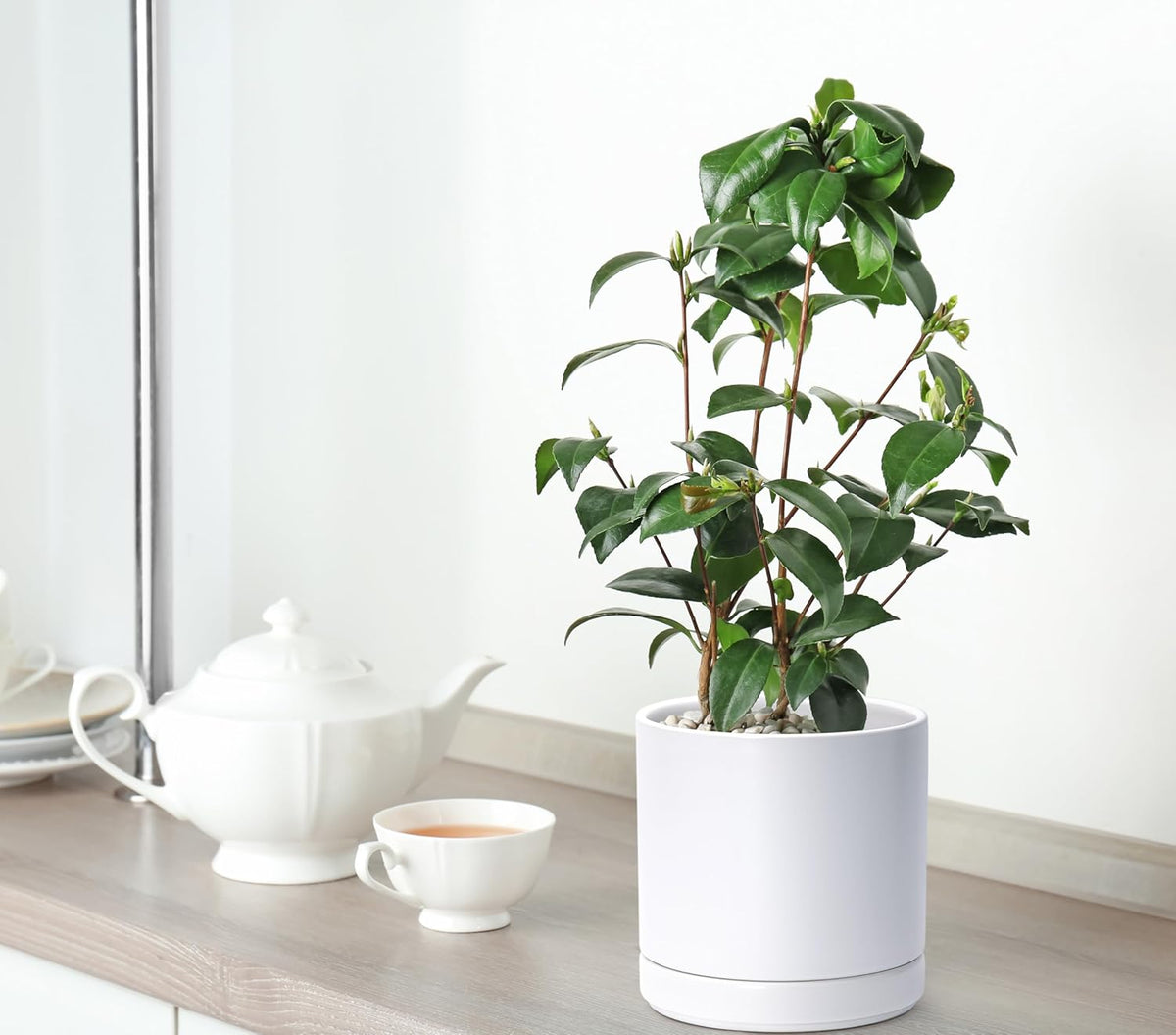 D'vine Dev 6.5 Inch & 8.2 Inch Ceramic Planter Pots for Plants with Drainage Hole and Saucer
