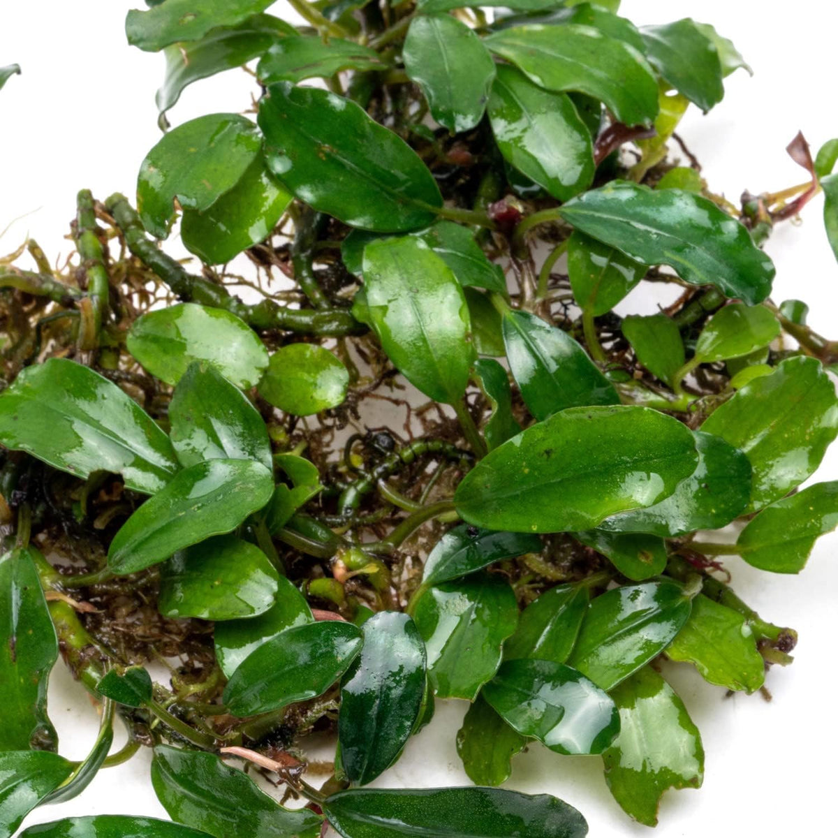 SubstrateSource Bucephalandra Rainbow Frost Live Aquarium Plant - Natural Freshwater Fish Tank