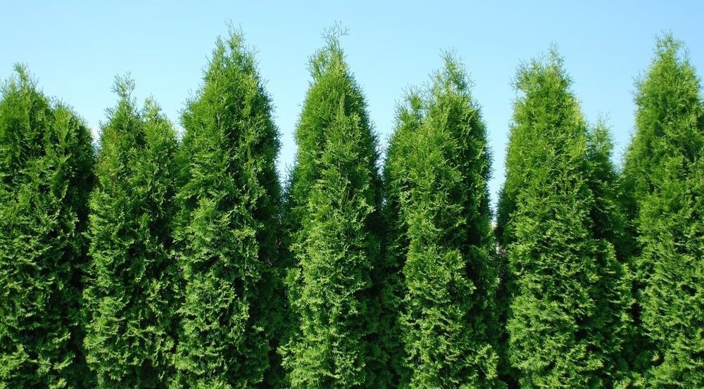 Two Pack of Green Giant Arborvitae Trees - Fast Growing Evergreen - 2 Live Plants Shipped 1 to 2