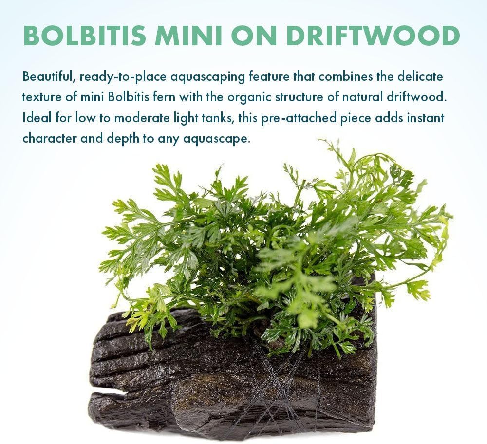 SubstrateSource Live Planted Decor - Mini Bolbitis on Driftwood - Light Green Aquatic Plant with