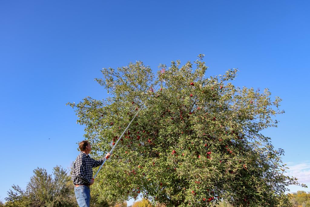 21ft Reaching Fruit Picker with Lightweight Rigid Pole – Patented Compact Foldable Design with