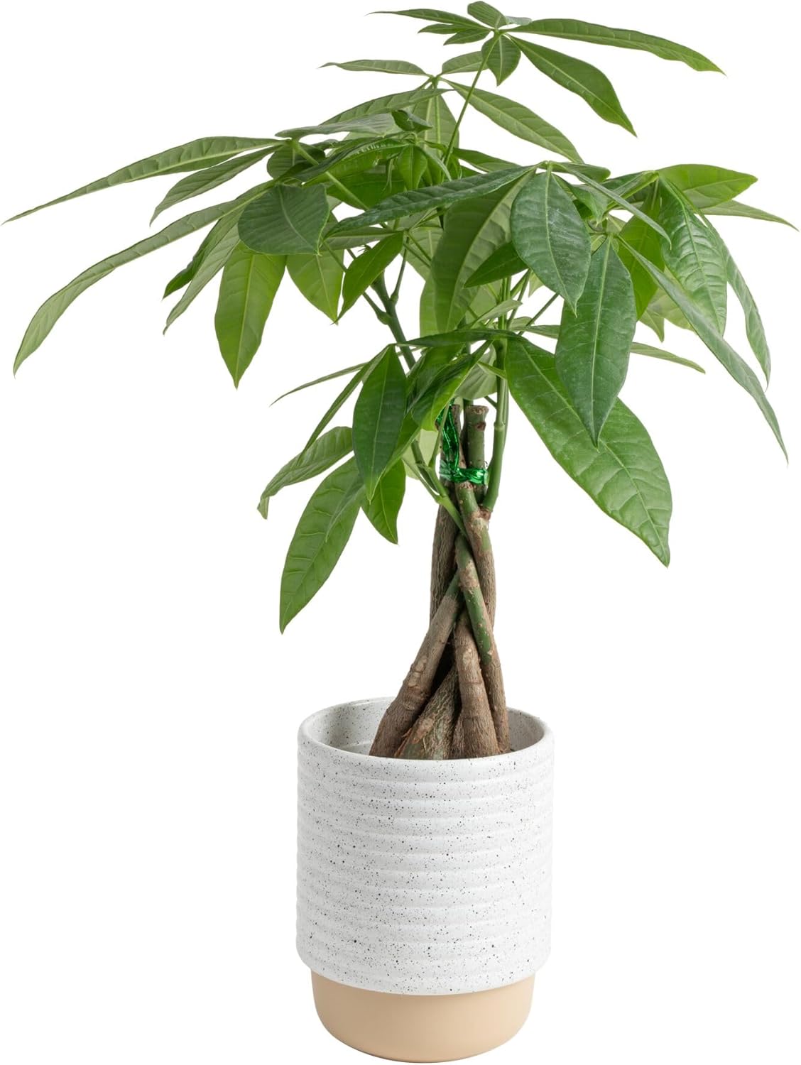 Costa Farms Money Tree Live Plant | 12-16 Inches Tall Bonsai | Easy to Grow Indoor Houseplant in