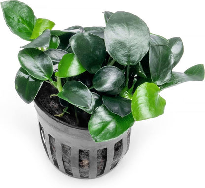SubstrateSource Anubias Live Aquarium Plants - Potted Freshwater Plant for Fish Tanks, Terrariums