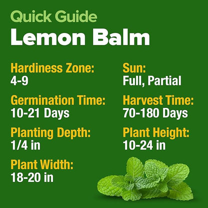 HOME GROWN 𝗨𝗦𝗔 𝗣𝗥𝗘𝗠𝗜𝗨𝗠 Lemon Balm Seed Pack - 403 Non-GMO USA Heirloom Herbal Tea Seeds