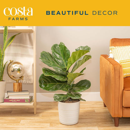 Costa Farms Fiddle Leaf Fig, Live Indoor Plant Ficus Lyrata in Modern Plant Pot, Air Purifying Live