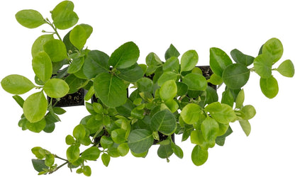 6 Live Manhattan Euonymus Plants (Euonymus Kiautschovicus ‘Manhattan’) – Evergreen Shrub for