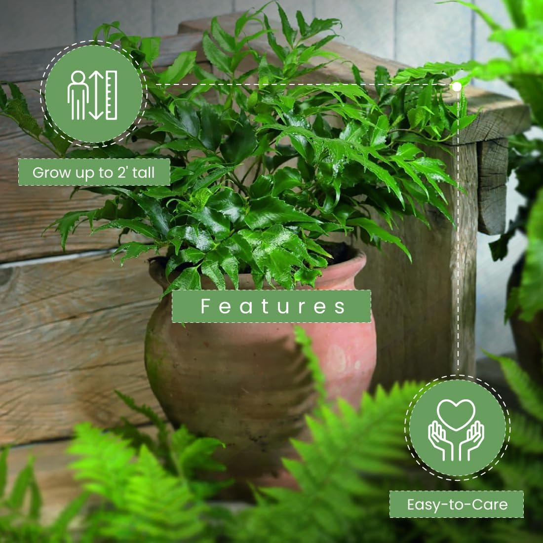 American Plant Exchange Holly Fern – 6-Inch Pot – Live Easy Care Shade-Loving Plant, Versatile