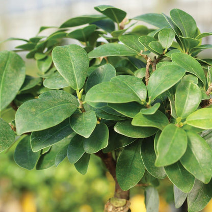 Brussel's Bonsai Live Ginseng Grafted Ficus Indoor Bonsai Tree - Small, 4 Years, 6 to 8 In - Live