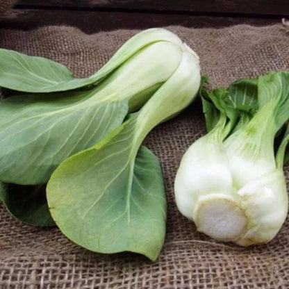 All Year Round Organic Chinese Cabbage Seeds, 1000pcs, Non-GMO, High 95% Germination, Perfect for