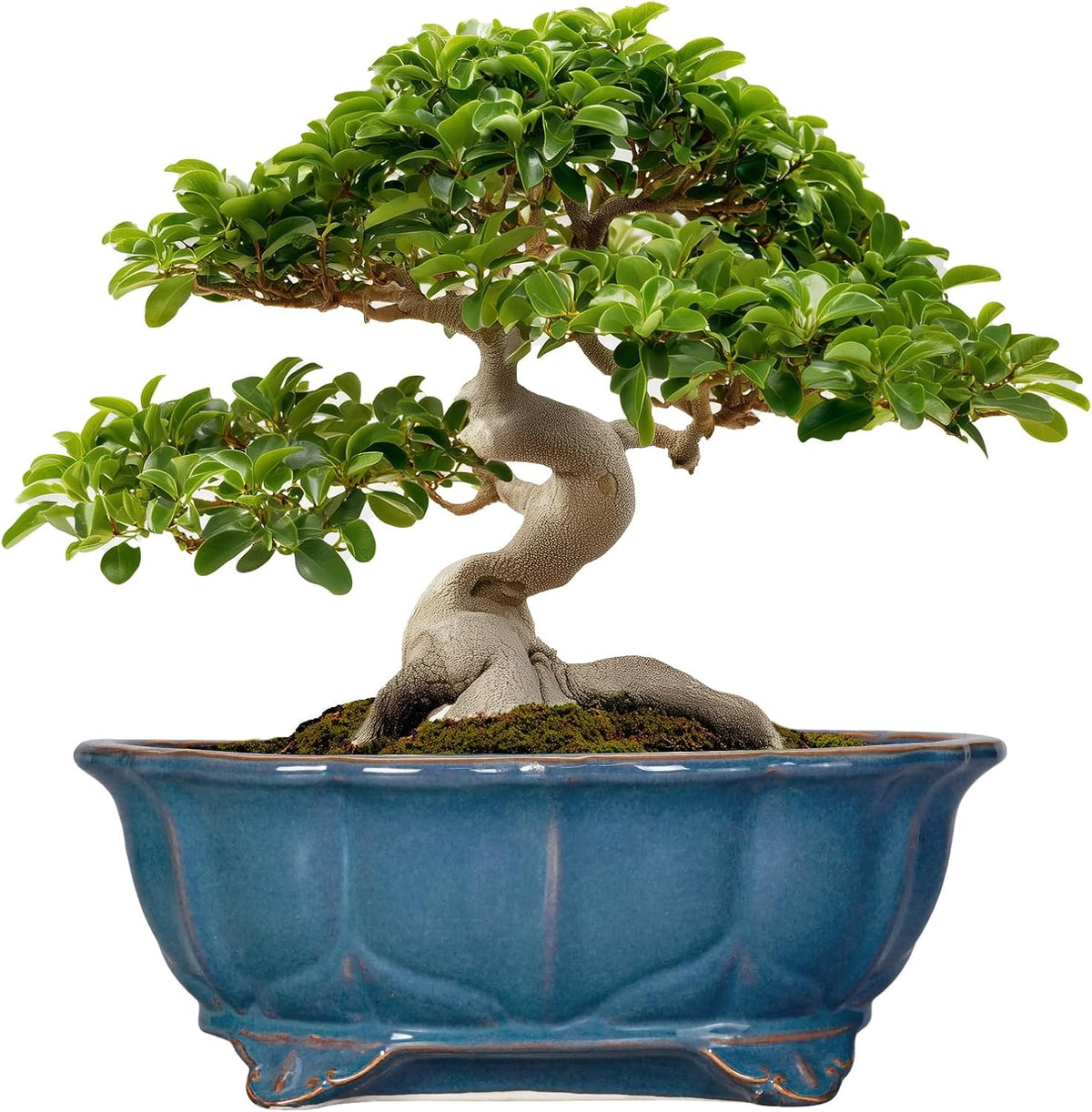 Bonsai Pots - 13.2 Inch Oval Ceramic Pots for Plants, Large Succulent Planter with Drainage Hole